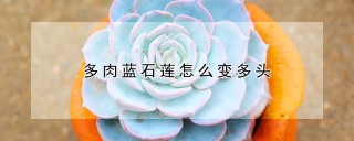 多肉蓝石莲怎么变多头,第1图