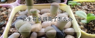 石生花长得高了怎么办,第1图