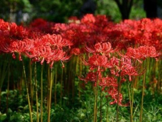 彼岸花怎么种植，老农总结七大种植方法,第3图