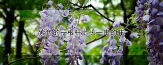 紫色的一根杆上长一串的花,第1图