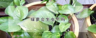 绿萝会生虫子吗,第1图