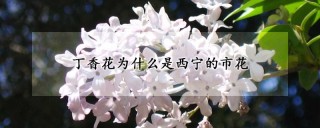 丁香花为什么是西宁的市花,第1图