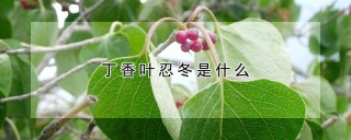 丁香叶忍冬是什么,第1图