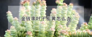 金钱串叶子发黄怎么办,第1图