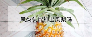 凤梨头能种出凤梨吗,第1图