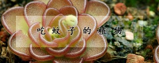 吃蚊子的植物,第1图