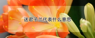 送君子兰代表什么意思,第1图