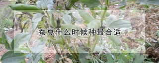 蚕豆什么时候种最合适,第1图