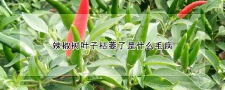 辣椒树叶子枯萎了是什么毛病,第1图