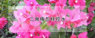 三角梅怎样控水,第1图