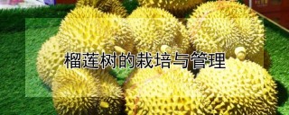 榴莲树的栽培与管理,第1图