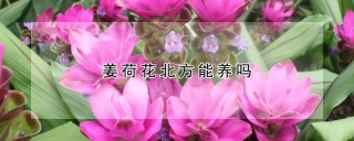 姜荷花北方能养吗,第1图