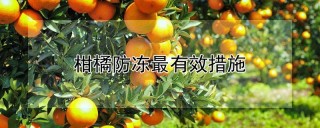 柑橘防冻最有效措施,第1图