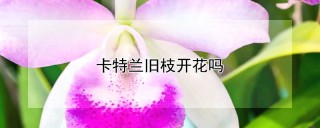 卡特兰旧枝开花吗,第1图