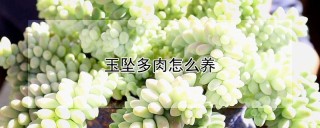 玉坠多肉怎么养,第1图