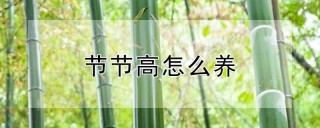 节节高怎么养,第1图