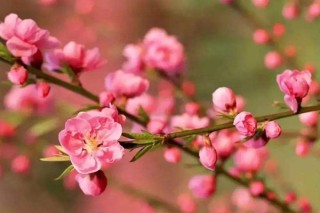 桃花花语与象征意义,第3图