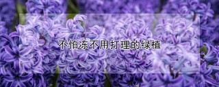 不怕冻不用打理的绿植,第1图