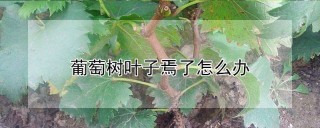 葡萄树叶子焉了怎么办,第1图