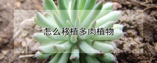 怎么移植多肉植物,第1图