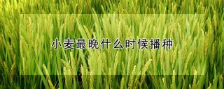 小麦最晚什么时候播种,第1图