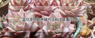 蓝鸟多肉的养殖方法和注意事项,第1图