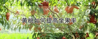 黄桃如何提高坐果率,第1图