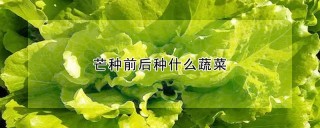 芒种前后种什么蔬菜,第1图