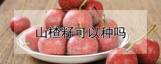 山楂籽可以种吗,第1图