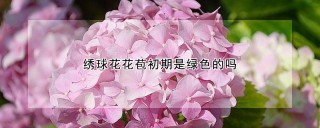 绣球花花苞初期是绿色的吗,第1图