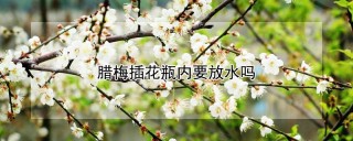 腊梅插花瓶内要放水吗,第1图