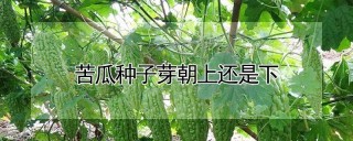 苦瓜种子芽朝上还是下,第1图