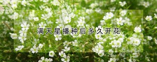 满天星播种后多久开花,第1图