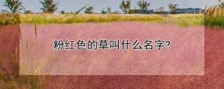 粉红色的草叫什么名字?,第1图