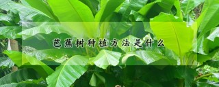 芭蕉树种植方法是什么,第1图