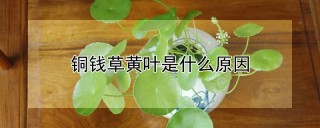 铜钱草黄叶是什么原因,第1图