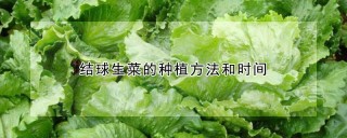 结球生菜的种植方法和时间,第1图