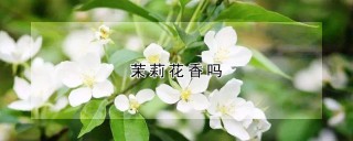 茉莉花香吗,第1图