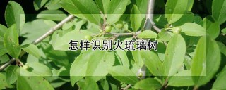 怎样识别火琉璃树,第1图