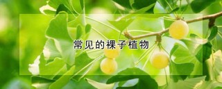 常见的裸子植物,第1图