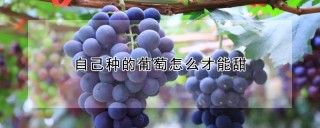 自己种的葡萄怎么才能甜,第1图