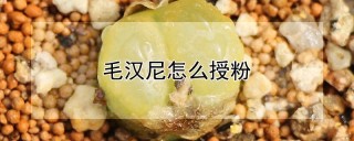 毛汉尼怎么授粉,第1图