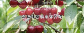 黑珍珠樱桃品种介绍,第1图