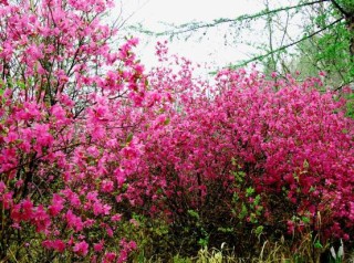 杜鹃花花语是什么，代表着永远属于你,第3图