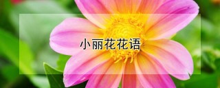 小丽花花语,第1图