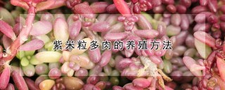 紫米粒多肉的养殖方法,第1图