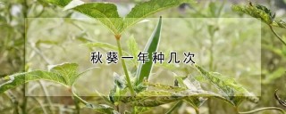 秋葵一年种几次,第1图