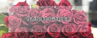 传奇玫瑰的花语和寓意,第1图