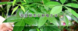 发财树怎么种植方法,第1图