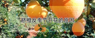 脐橙反季节开花的原因,第1图